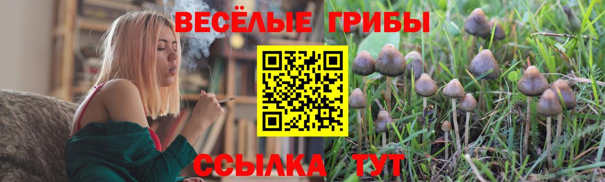 Менделеевск  Галлюциногенные грибы Psilocybine cubensis  Вход с VPN 